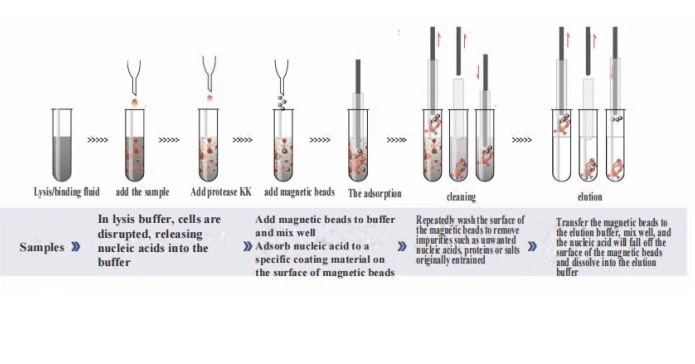 Nucleic